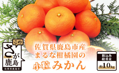 鹿島 まるな柑橘園の小粒みかん 約10kg 2026年9月中旬頃出荷開始予定 みかん 蜜柑 ミカン 柑橘 くだもの 果物 フルーツ ふるさと納税 佐賀県 鹿島市 A-64
