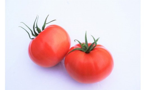 【2025年11月～2026年5月発送】福津産★箱詰めトマト　2箱セット★あんずの里[G0043] 431853 - 福岡県福津市