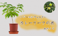 【アーユルヴェーダ】カレーリーフの木 大サイズ