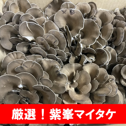 【特選・厳選・新鮮】紫峯舞茸（マイタケ）約1kg（箱入り） ※離島への配送不可 ※着日指定不可 | まいたけ マイタケ 舞茸 きのこ 野菜 健康 栄養 食物繊維 _CZ84 433011 - 茨城県古河市