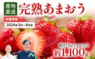 福岡県田川市産 あまおう 約275g×4パック いちご 苺