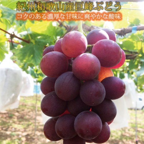 紀州和歌山産巨峰約800g×2セット 434320 - 和歌山県新宮市