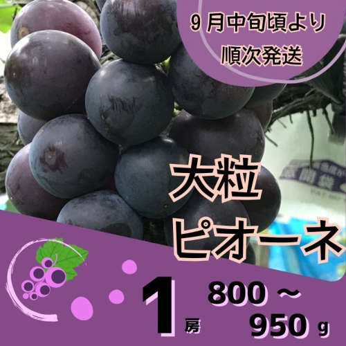 Y7 ピオーネ1房 (800~950g) 数量限定 435585 - 兵庫県宍粟市