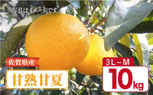【4月下旬〜5月上旬発送】佐賀県産 みかん 甘味とほどよい酸味の「甘熟甘夏」約10kg 吉野ヶ里町/リエンサーク  [FCC012] 435641 - 佐賀県吉野ヶ里町