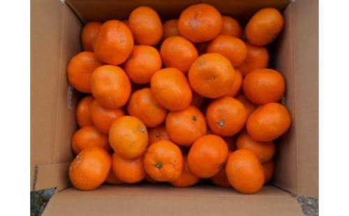 紀州有田みかん 約10kg 訳あり 家庭用キズあり  サイズ混合［SL39］ 436609 - 和歌山県那智勝浦町