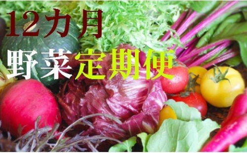 野菜【１２カ月】定期便 香南市のお野菜詰め合わせコース T-19