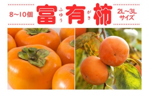 【高野山麓園】秋の味覚　柿の王様富有柿　8～10個入り