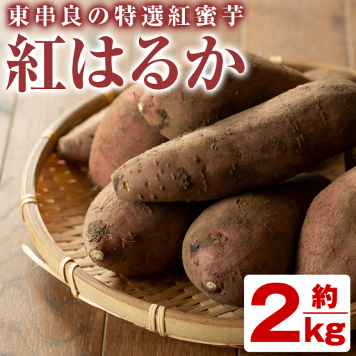 【07548】《期間限定》鹿児島県東串良町産！特選紅蜜芋紅はるか(約2kg)【甘宮】 44392 - 鹿児島県東串良町