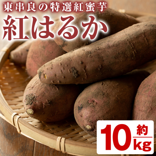 【13550】《期間限定》鹿児島県東串良町産！特選紅蜜芋紅はるか(約10kg)【甘宮】 44394 - 鹿児島県東串良町