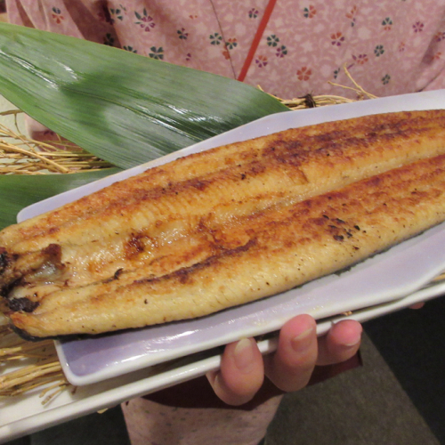 高知県産うなぎ白醤油焼き 44419 - 高知県室戸市