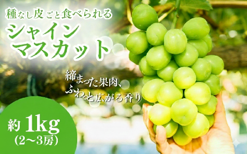 シャインマスカット 約1kg ２〜3房 長野 ぶどう 種なし 皮ごと 産地直送 フルーツ 果物 デザート おやつ マスカット ブドウ 葡萄 秋 旬 旬の果物 旬のフルーツ 信州 信州産 長野県 長野県産 2026 2026年 44448 - 長野県駒ヶ根市