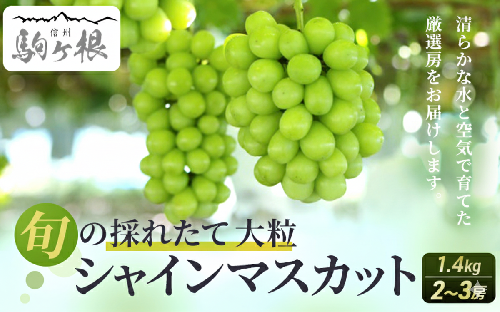 【特選房】シャインマスカット 約1.4kg 2〜3房 長野 特選 大粒 ぶどう 種なし 皮ごと 産地直送 フルーツ 果物 デザート おやつ マスカット 葡萄 秋 旬 旬の果物 旬のフルーツ 信州 信州産 長野県 長野県産 2026 2026年 44449 - 長野県駒ヶ根市