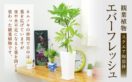 観葉植物 エバーフレッシュ ネムノキ スクエア 陶器鉢 角型 新生活 一人暮らし 引っ越し 40pt ポイントのみ 長崎県大村市 Au Pay ふるさと納税