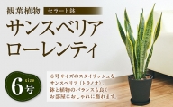 観葉植物 サンスベリア ローレンティ 6号 セラート鉢植え  新生活 一人暮らし 引っ越し 【40pt】