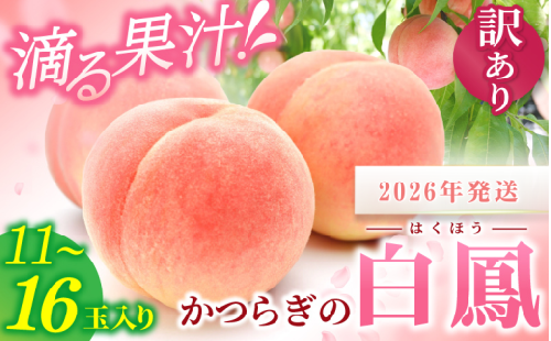 ☆2026年先行予約☆ 【訳あり・ご家庭用】 白鳳 桃 「11～16玉入り」【2026年6月下旬から7月中旬ごろ発送】/  和歌山 かつらぎ町 ご家庭用 和歌山県産 桃 モモ 白鳳 フルーツ 果物 くだもの 人気 産地直送 厳選 甘い 予約