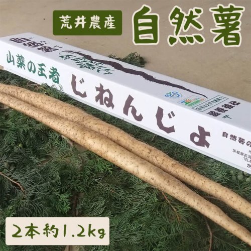 自然薯（2本 約1.2kg） | とろろ 1.2キロ ご飯のお供 野菜 栽培 健康 栄養 山芋 山の芋 国産 産地直送 農家直送 贈答 贈り物 プレゼント 茨城県 古河市 荒井農産 直送 農家直送 産地直送 送料無料 _AC01 44898 - 茨城県古河市