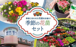 花と緑の相生園芸センターから季節の花苗をお届けします。ガーデニング、鉢植え、プランター寄植などお庭のリニューアルにおすすめです。お花の種類はおまかせになります。楽しみにお待ちください。希望日時指定可能