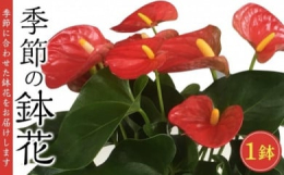 季節に合わせた鉢花をお届けします。紫陽花は、ピンク系、ブルー系などご希望があれば連絡いただければ、可能な限り対応いたします。ご自宅用の他に、お誕生日や記念日のプレゼントにお勧めです。プレゼントの場合、