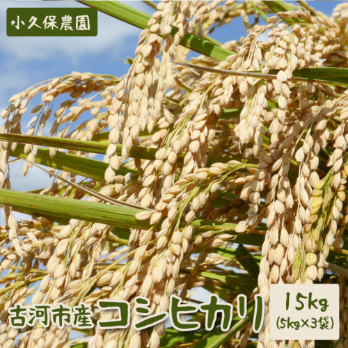 【令和5年産】古河市産 コシヒカリ15kg【小久保農園】 | 米 こめ コメ 15キロ こしひかり コシヒカリ 古河市産 茨城県産 贈答 贈り物 プレゼント 茨城県 古河市 直送 農家直送 産地直送 送料無料 _AS03 45006 - 茨城県古河市