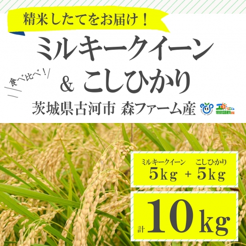 食べくらべ！特別栽培米　こしひかりとミルキークイーン5kgずつのセット_BI01 45022 - 茨城県古河市