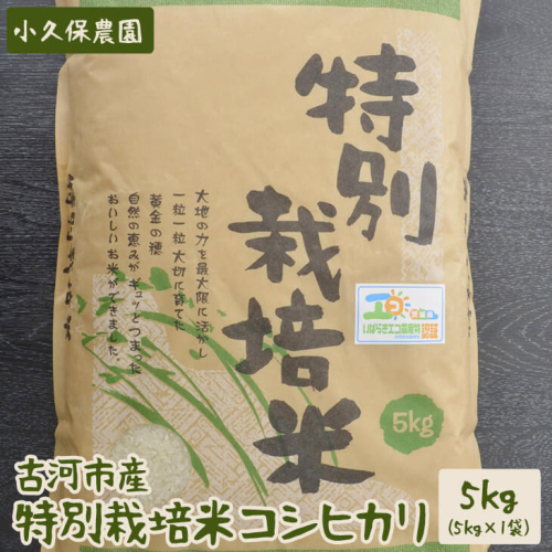 【令和6年産】古河市産 特別栽培米コシヒカリ5kg【小久保農園】 | こめ コメ 米 白米 精米 ご飯 単一米 国産 茨城県産 古河市 ギフト 贈答 贈り物 プレゼント お祝 ご褒美 記念日 景品 _AS05 45023 - 茨城県古河市