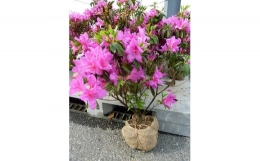 自然豊かな学研都市 精華町。その街並みを彩る草花や樹木が1年を通してこの地で暮らす人・訪れる人の心を癒してくれます。中でも、白や桃、赤と敷き詰められたように咲き乱れる「ヒラドツツジ」を目にすれば足をと