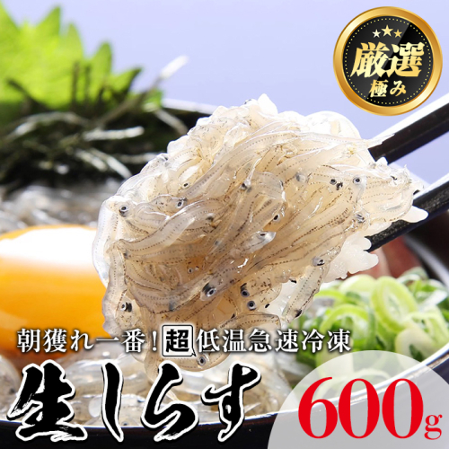 【0113401a】鹿児島県産生しらす(冷凍)(計600g・100g×6パック)シラス 魚 魚介類 小分け 国産 鹿児島 冷凍【東串良町漁業協同組合】 45635 - 鹿児島県東串良町
