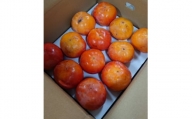 国城観光農園の富有柿(家庭用・訳あり)約7.5kg【1281482】