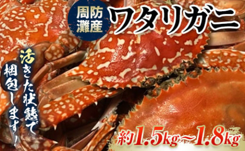 【期間・数量限定】《時間指定不可》 活きたまま発送！周防灘産ワタリガニ　約1.5kg～1.8kg F6L-666