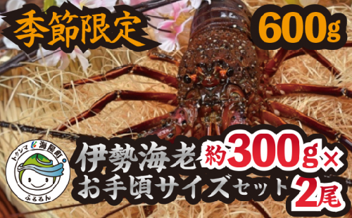 季節限定 伊勢海老お手頃サイズセット(約300g×2尾) 約600g 伊勢えび 伊勢エビ いせえび イセエビ 海老 えび エビ 海鮮 海産物 海の幸 おせち 高級 国産 海鮮 ギフト 463266 - 徳島県海陽町