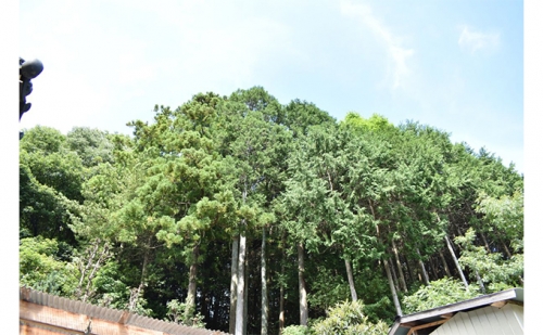 森のちから【五名の薪（針葉樹）】13kg 463357 - 香川県東かがわ市