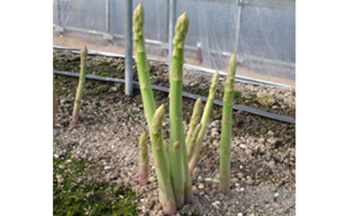 香川県オリジナルアスパラガス「さぬきのめざめ」夏芽 約1.5kg 野菜  463819 - 香川県綾川町