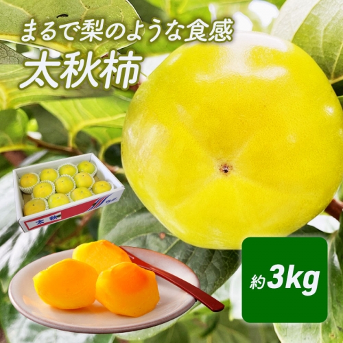 まるで梨のような食感　太秋柿（たいしゅうがき） 463821 - 香川県綾川町