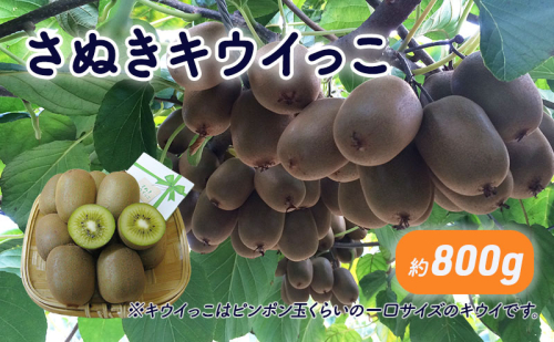 さぬきキウイっこ　約800g_キウイフルーツ 果物詰合せ くだもの  463880 - 香川県綾川町