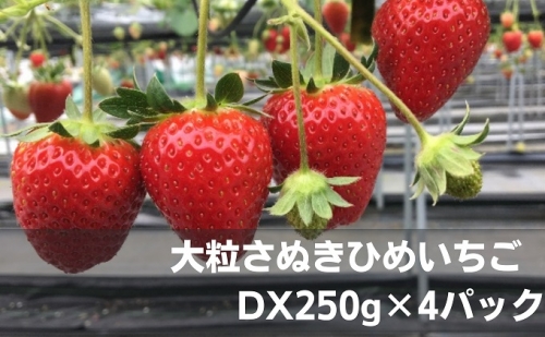 大粒さぬきひめいちご　DX250g×4パック 463908 - 香川県綾川町