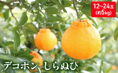 しらぬひ　約5kg デコポン 果物類 柑橘類 みかん フルーツ  463912 - 香川県綾川町