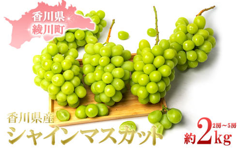 【2024年先行予約】旬の採れたてシャインマスカット約2kg（2房～5房） 果物 ぶどう フルーツ 果物類  463976 - 香川県綾川町