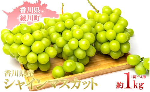 【2024年先行予約】旬の採れたてシャインマスカット約1kg（1房～３房） 果物 ぶどう フルーツ 果物類  463977 - 香川県綾川町