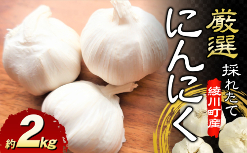 厳選 採れたて綾川町産にんにく約2kg ※2024年5月中旬から順次発送予定 野菜 根菜 ニンニク  463978 - 香川県綾川町