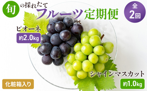 【2024年先行予約】旬の採れたてフルーツ定期便（2回便） 果物 ぶどう マスカット 果物類 巨峰 シャインマスカット ピオーネ  463979 - 香川県綾川町