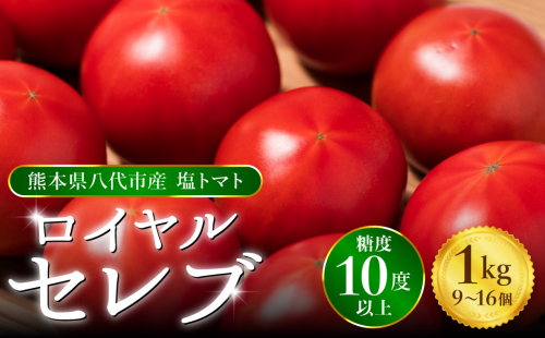 【先行予約】 くまもと塩トマト「ロイヤルセレブ」 1kg (糖度10度以上：9～16個入り) 【2025年1月上旬より順次発送】 464017 - 熊本県八代市