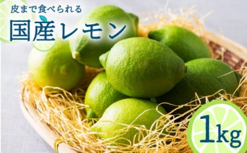 国産 レモン  1kg  フルーツ 柑橘  / 南島原市 / 長崎県農産品流通合同会社 [SCB016]