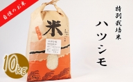 【特別栽培米】垂井町産ハツシモ10kg