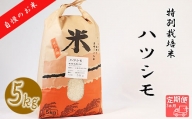【3か月定期便】【特別栽培米】垂井町産ハツシモ(5kg×3回）