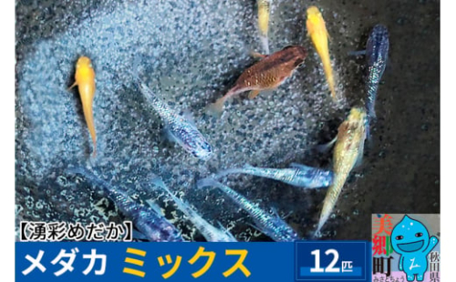 めだか ミックス 12匹 メダカ 生体 観賞用 魚 ペット 観賞魚 秋田県美郷町 Au Pay ふるさと納税