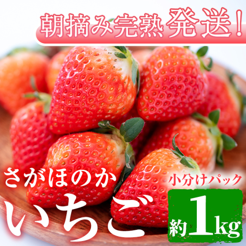 0113901a】朝摘み完熟発送！牧内農園のさがほのか(4パック・1kg)【牧内