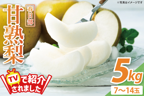 【8月中旬より発送】森田さんが作った☆春日部甘熟梨5kg☆（7～14玉）【埼玉県 春日部市 梨 なし ナシ 5kg 甘熟梨 完熟梨 フルーツ 果物 旬 産地直送】(BG001-1) 468203 - 埼玉県春日部市