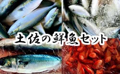 とれたての土佐の鮮魚セットＡ 47015 - 高知県田野町