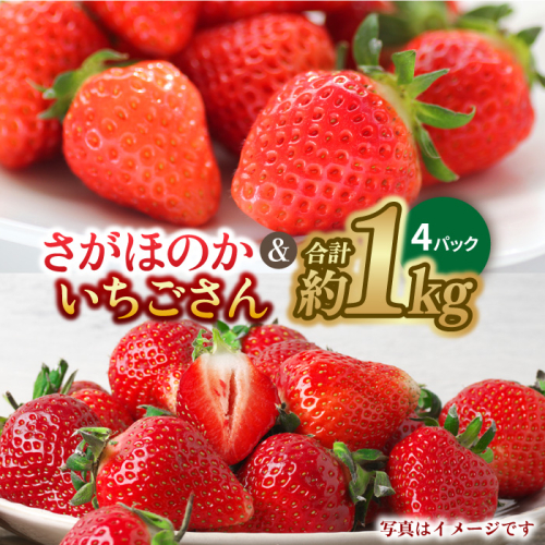 【1月中旬〜2月中旬発送】佐賀県自慢の2種！さがほのか＆いちごさん 平パック4P 約1kg いちご 果物 旬 イチゴ 苺 フルーツ 佐賀県産 佐賀産 佐賀 吉野ヶ里町/リエンサーク [FCC004] 470588 - 佐賀県吉野ヶ里町