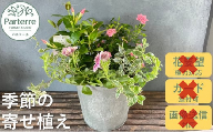5月10日着【母の日用】花屋が贈る季節の寄せ植え鉢※5/1までの決済が必要です